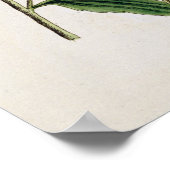 Mierikswortel, bord 415 uit 'A Curious Herbal', pu Poster (Hoek)