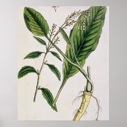 Mierikswortel, bord 415 uit 'A Curious Herbal', pu Poster (Voorkant)