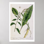 Mierikswortel, bord 415 uit 'A Curious Herbal', pu Poster (Voorkant)