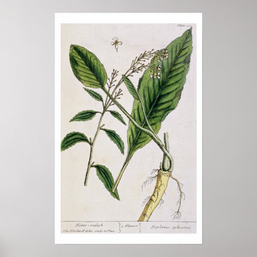 Mierikswortel, bord 415 uit 'A Curious Herbal', pu Poster (Voorkant)