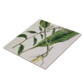 Mierikswortel, bord 415 uit 'A Curious Herbal', pu Tegeltje (Zijkant)