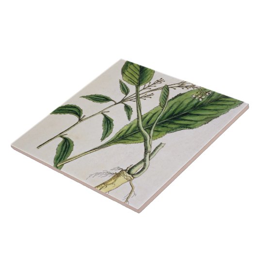 Mierikswortel, bord 415 uit 'A Curious Herbal', pu Tegeltje (Zijkant)