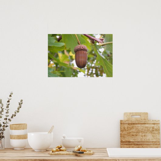 Mighty Acorn in een eikenboom Poster (Keuken)