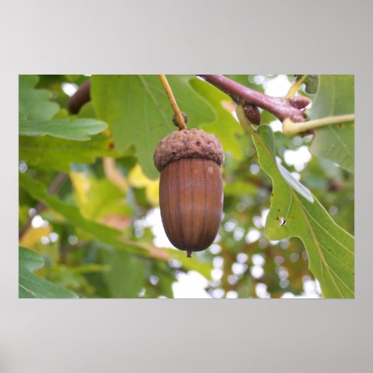 Mighty Acorn in een eikenboom Poster (Voorkant)