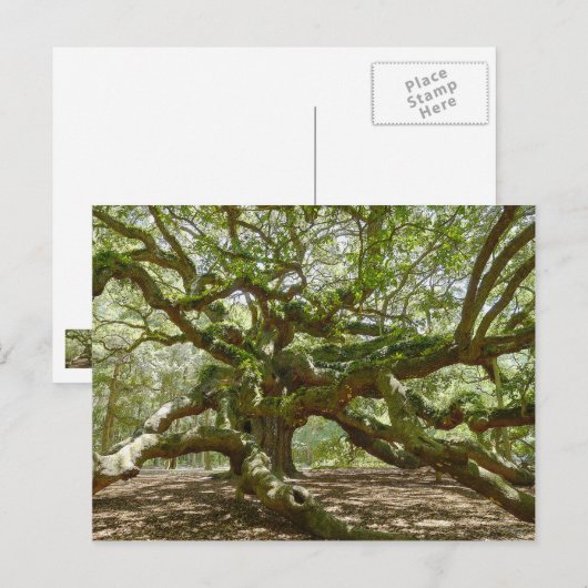 Mighty Angel Oak Briefkaart (Voorkant / Achterkant)