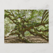 Mighty Angel Oak Briefkaart (Voorkant)