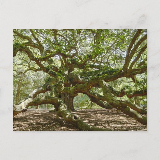 Mighty Angel Oak Briefkaart (Voorkant)