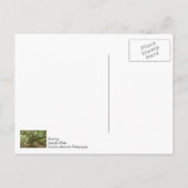 Mighty Angel Oak Briefkaart (Achterkant)