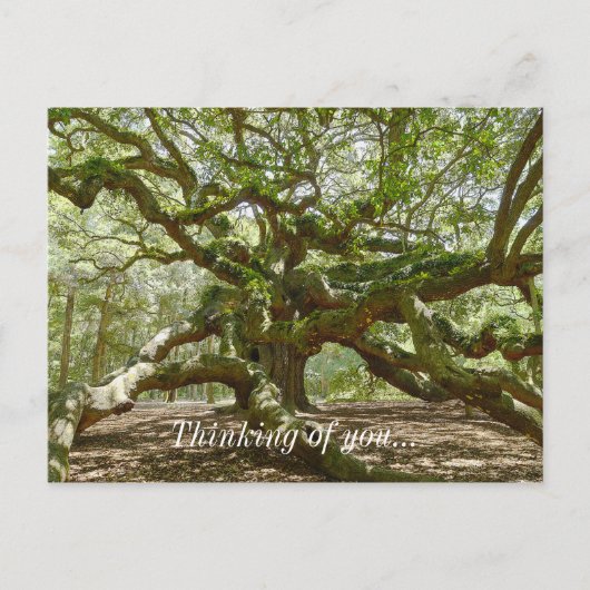Mighty Angel Oak Briefkaart (Voorkant)