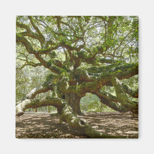 Mighty Angel Oak Magneet