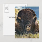 Mighty Bison Briefkaarten (Voorkant / Achterkant)
