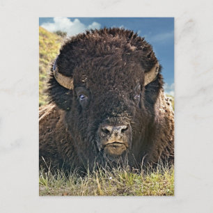 Mighty Bison Briefkaarten
