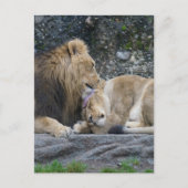 Mighty Lion Love Briefkaart (Voorkant)