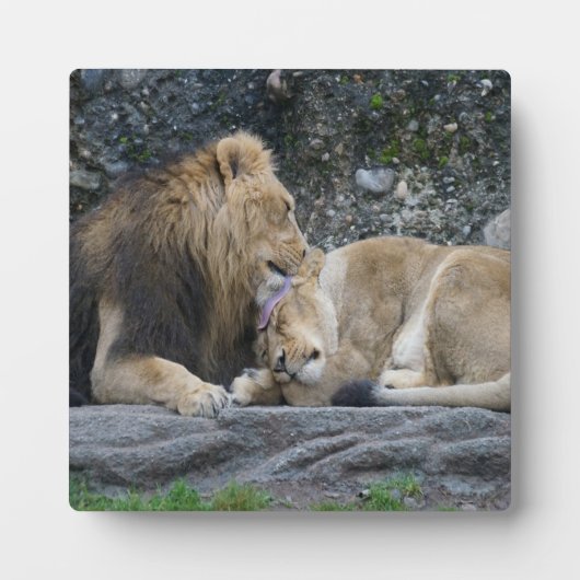 Mighty Lion Love Fotoplaat (Voorkant)