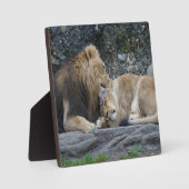 Mighty Lion Love Fotoplaat (Voorkant)