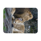 Mighty Lion Love Magneet (Horizontaal)