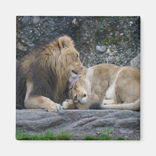 Mighty Lion Love Magneet (Voorkant)
