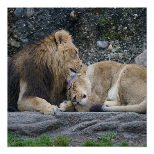 Mighty Lion Love Poster (Voorkant)