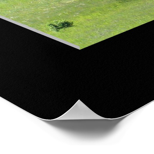 "Mighty Live Oak" Poster (Hoek)