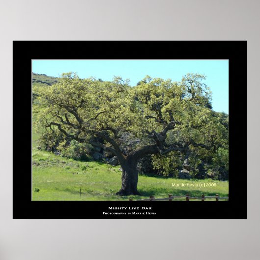 "Mighty Live Oak" Poster (Voorkant)