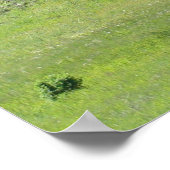 Mighty Live Oak Poster (Hoek)