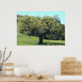 Mighty Live Oak Poster (Keuken)