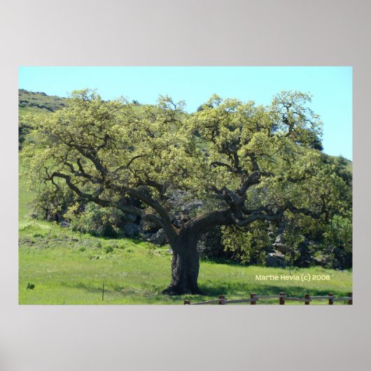 Mighty Live Oak Poster (Voorkant)