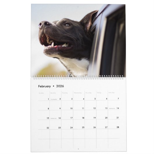 Mighty Mutts Active Dogs Kalender (Feb 2026)