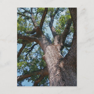 Mighty Oak Briefkaart