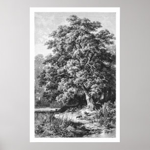 Mighty Oak Tree  zwart-wit Poster