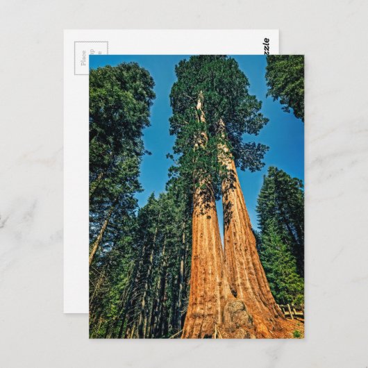 Mighty Redwood Briefkaart (Voorkant / Achterkant)