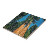 Mighty Redwood Tegeltje (Zijkant)