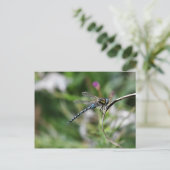 Migrant Hawker Dragonfly Briefkaart (Staand voorkant)