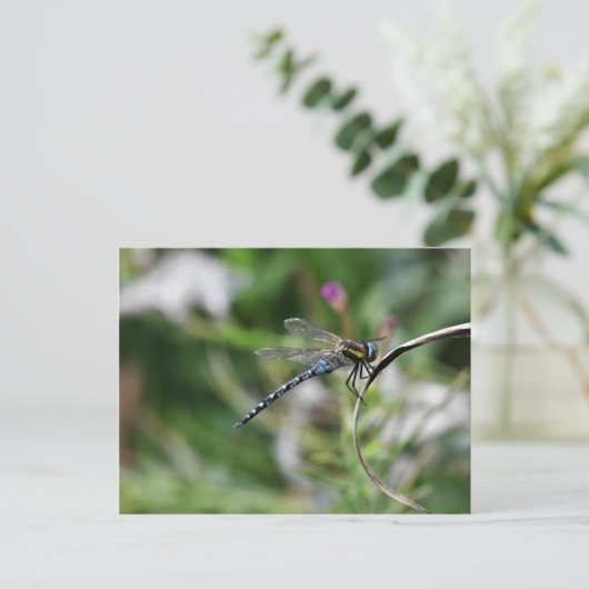Migrant Hawker Dragonfly Briefkaart (Staand voorkant)