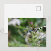 Migrant Hawker Dragonfly Briefkaart (Voorkant / Achterkant)