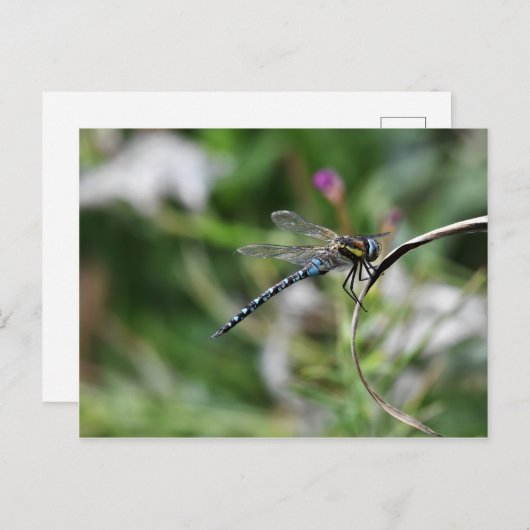 Migrant Hawker Dragonfly Briefkaart (Voorkant / Achterkant)