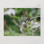Migrant Hawker Dragonfly Briefkaart (Voorkant)