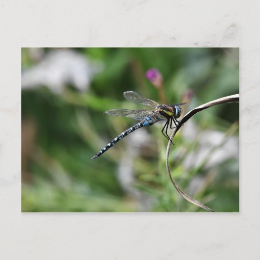 Migrant Hawker Dragonfly Briefkaart (Voorkant)