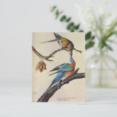 Migratie-ectopisten ( Passenger Pigeon ) Briefkaart (Staand voorkant)