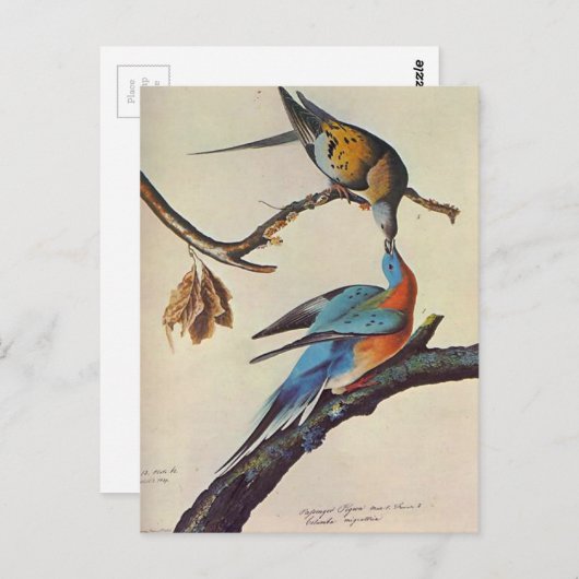 Migratie-ectopisten ( Passenger Pigeon ) Briefkaart (Voorkant / Achterkant)