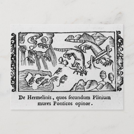 Migratie van lemmingen briefkaart (Voorkant)