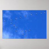 Migrating Birds Poster (Voorkant)
