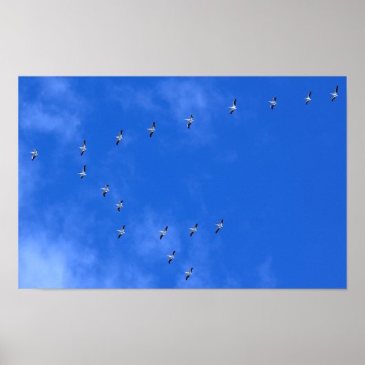 Migrating Birds Poster (Voorkant)