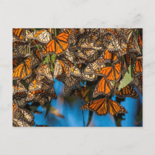 Migrating monarch butterflips cling to leaves briefkaart