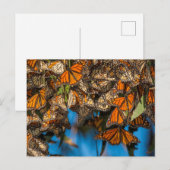 Migrating monarch butterflips cling to leaves briefkaart (Voorkant / Achterkant)