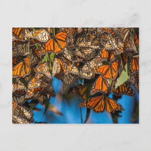 Migrating monarch butterflips cling to leaves briefkaart (Voorkant)