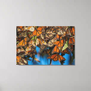 Migrating monarch butterflips cling to leaves canvas afdruk