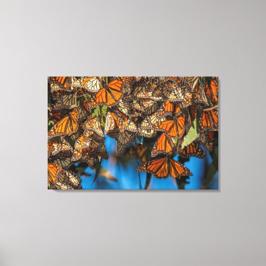 Migrating monarch butterflips cling to leaves canvas afdruk (Voorkant)