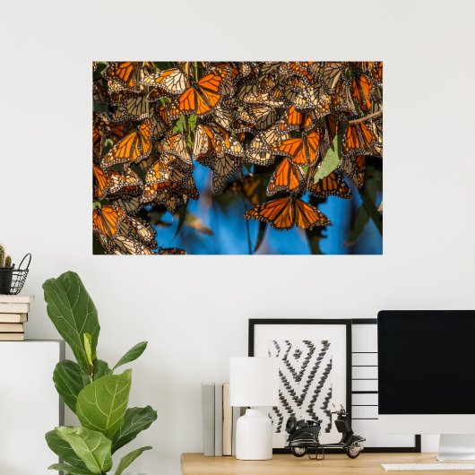 Migrating monarch butterflips cling to leaves poster (Thuiskantoor)