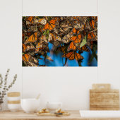 Migrating monarch butterflips cling to leaves poster (Keuken)